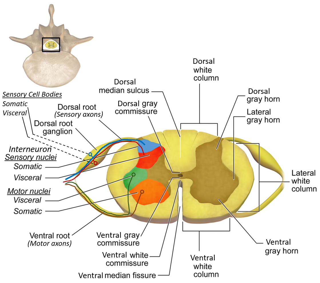 Illustration of Anatomy of Spinal Cord Complete Guide Location Structure Tracts Pathways symptoms