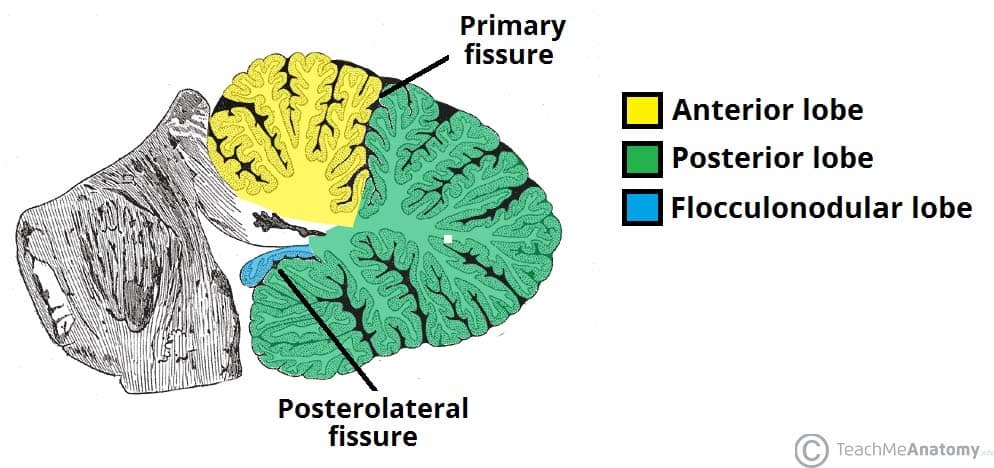 Illustration of Cerebellum Anatomy Structure Functions and Clinical Importance symptoms