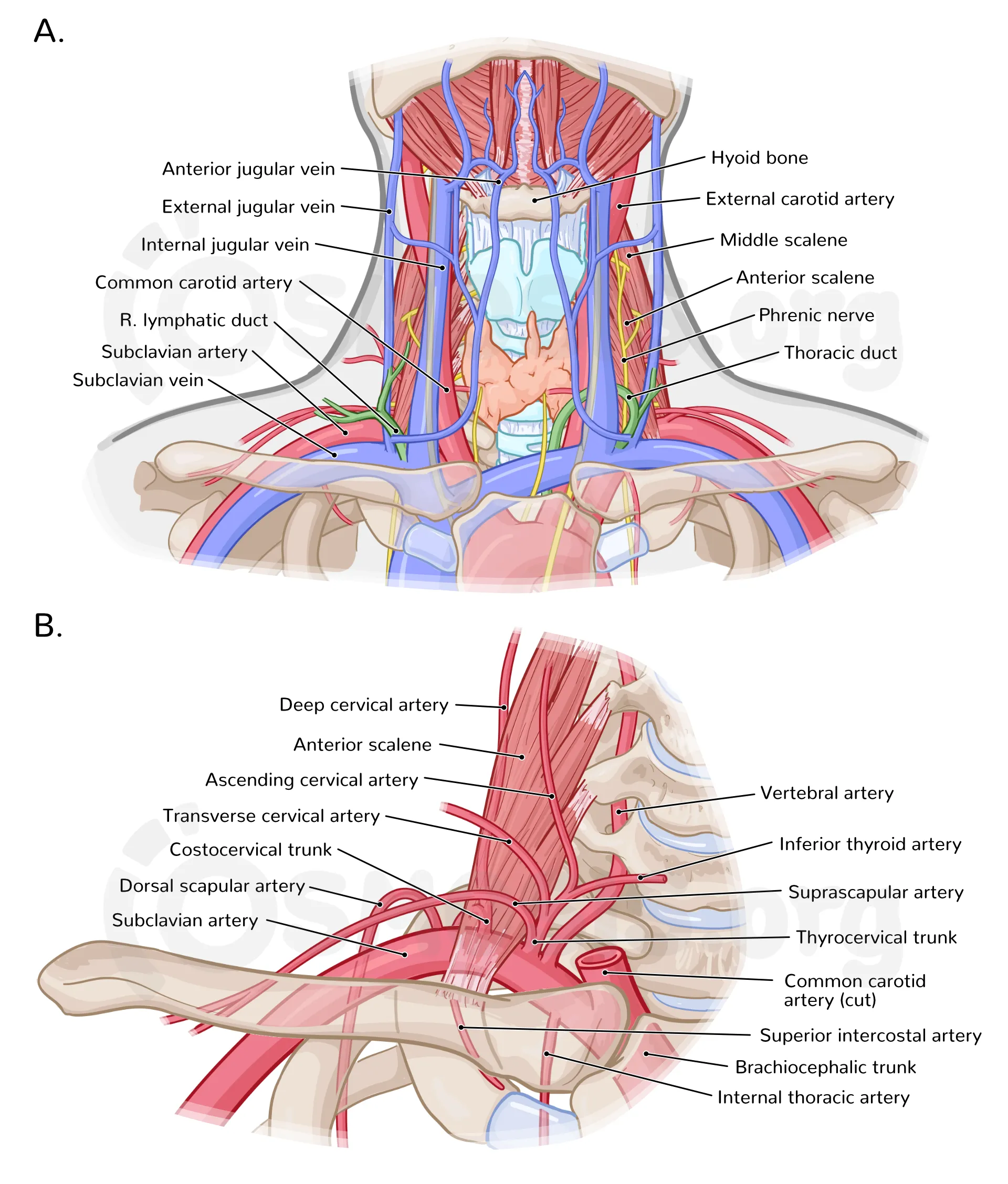 Illustration of Neurovascular Structures of the Neck Anatomy Clinical Importance and Exam Guide symptoms