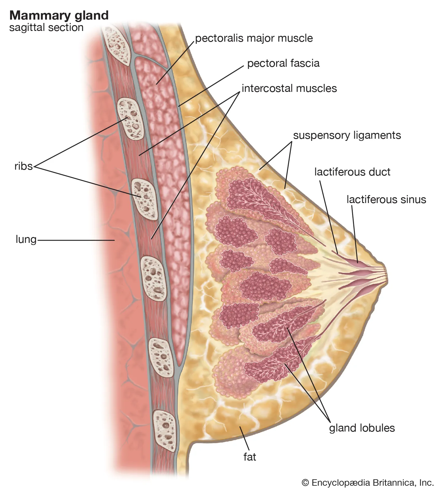 Illustration of Breast Anatomy Detailed Structure Blood Supply Lymphatic Drainage Clinical Correlation symptoms