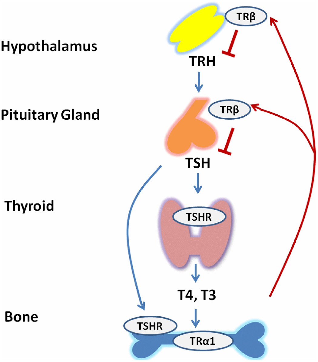 Illustration of Hypothyroidism Complete Guide Causes Symptoms Diagnosis and Treatment symptoms