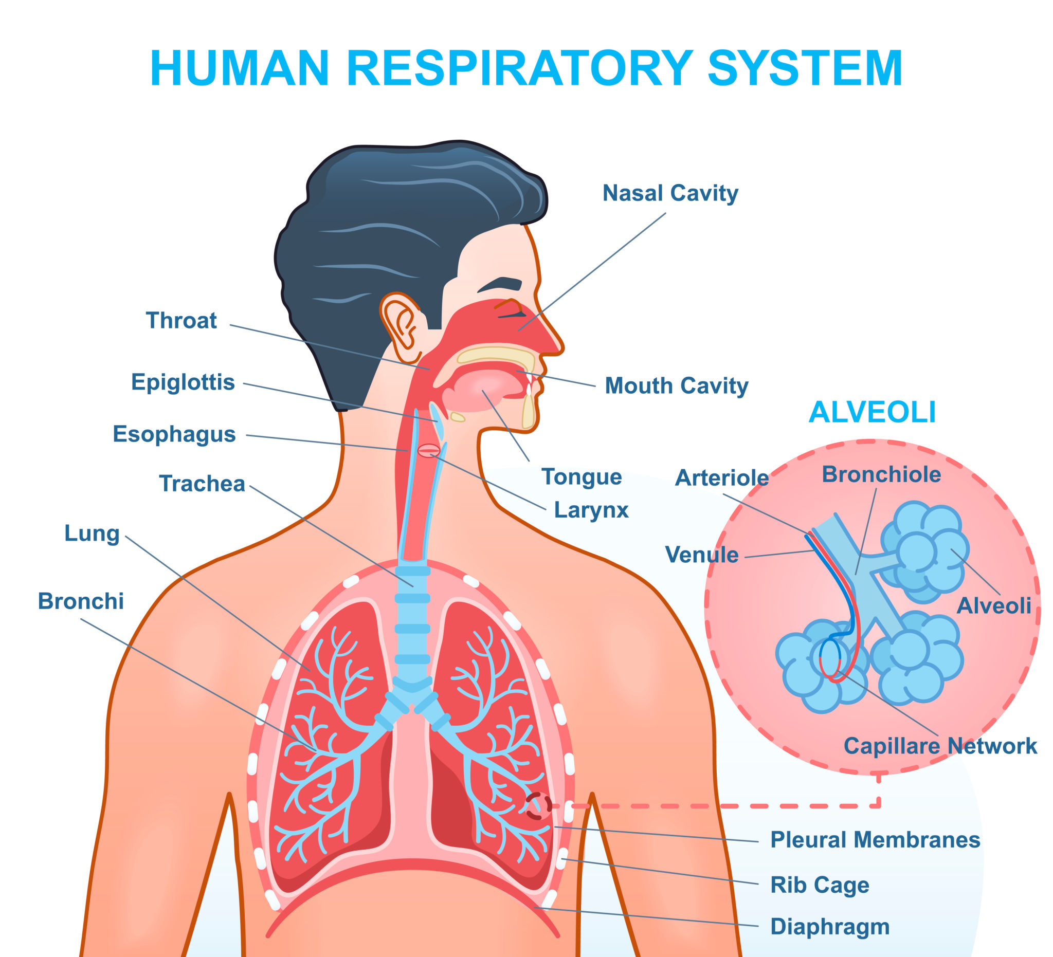 Illustration of Respiratory System Physiology Complete Guide for Medical Students symptoms